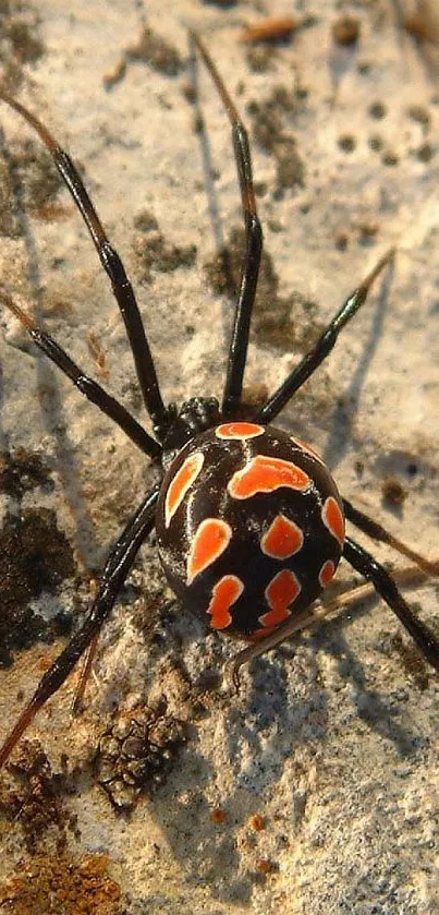 A colorful spider crawls on a textured rock in the desert scene.