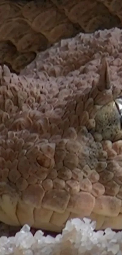 Close-up image of a desert viper with textured scales.