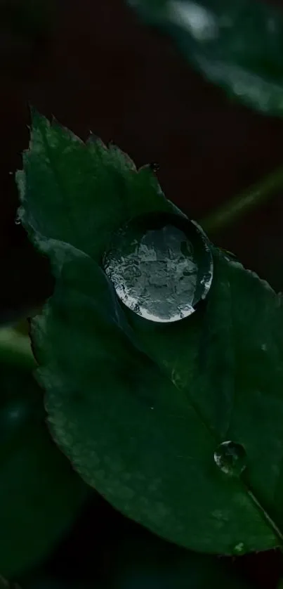 Close view of a dewdrop on a dark green leaf.