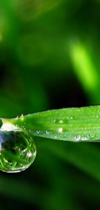 Close-up of a dew drop on a vibrant green leaf.