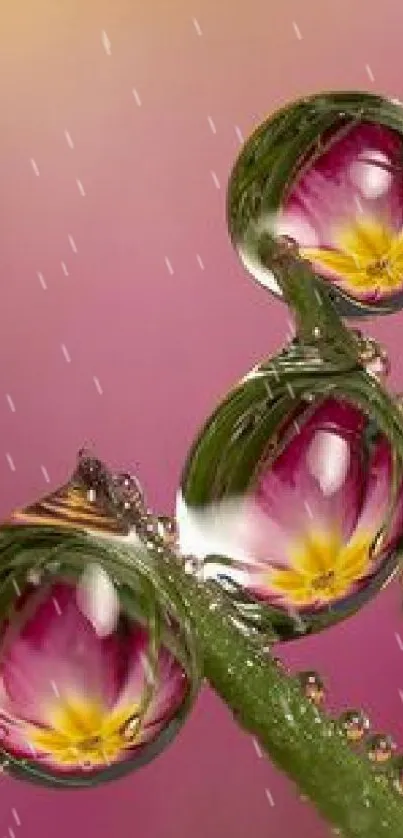 Close-up of dew drops reflecting vibrant flower petals, creating a floral art scene.