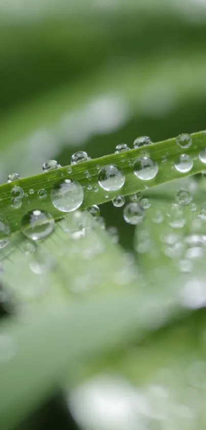 Close-up of dewdrops on vibrant green leaves, perfect for a calming mobile wallpaper.