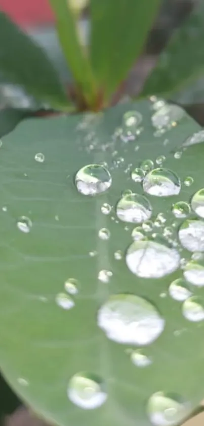 Close-up of dew drops on a lush green leaf, creating a serene mobile wallpaper.