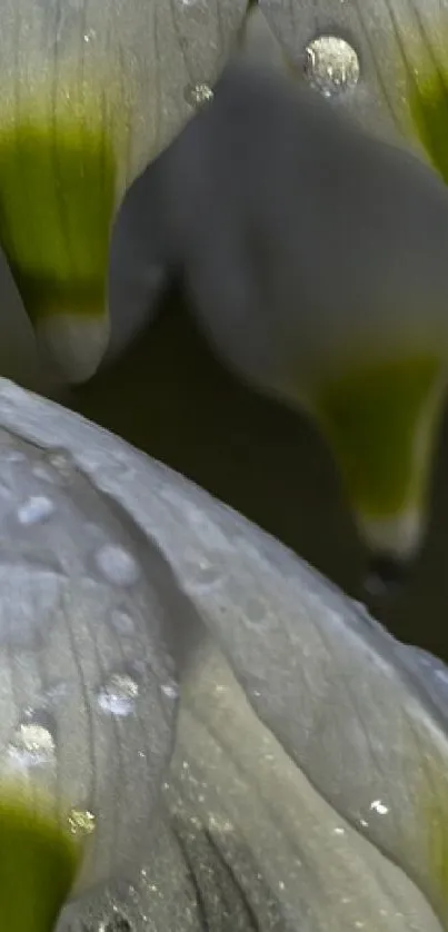 Close-up of dew-covered white and green petals.