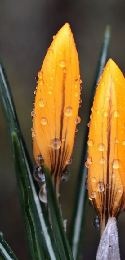 Two dew-kissed yellow crocus buds in focus.