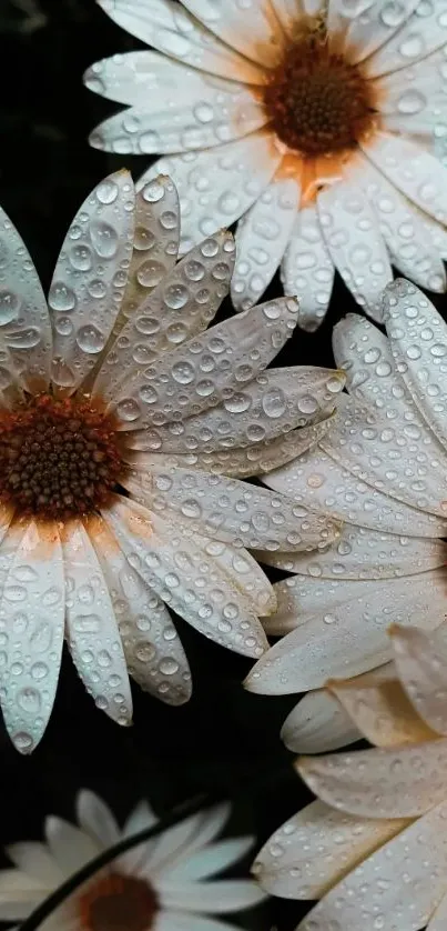 White daisies with dew drops on a dark background wallpaper.