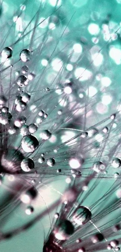 Dandelion seeds with dew, aqua background.