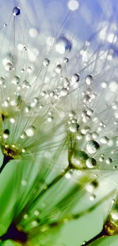 Close-up of dewy dandelions with green and blue tones.