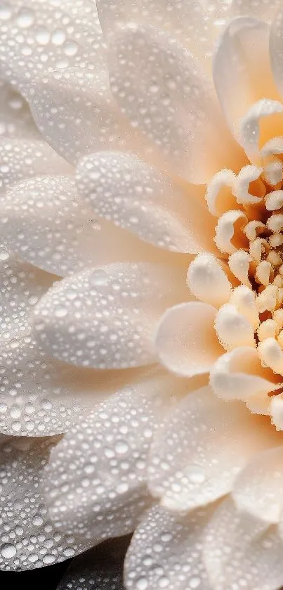 Close-up of a dew-covered flower with delicate petals.