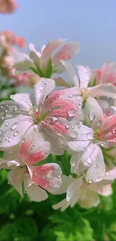 Dew-kissed pink and white flowers with green leaves and clear sky.