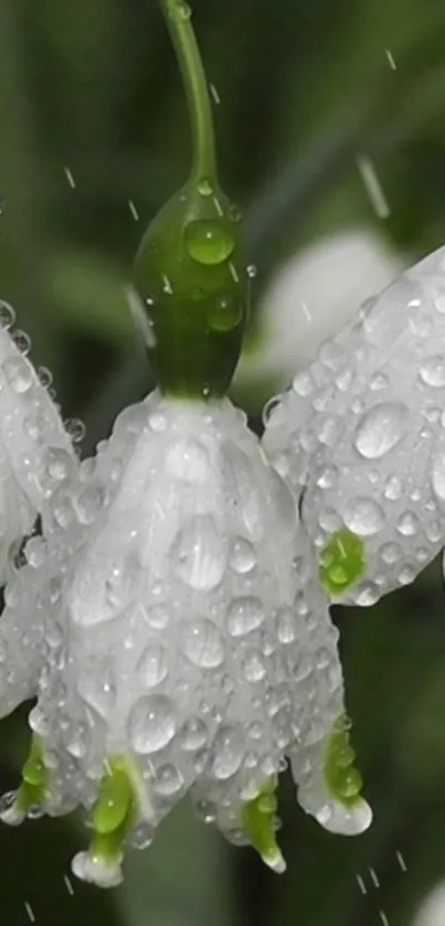 Close-up of dew-kissed white flowers with green stems, showcasing nature's elegance.