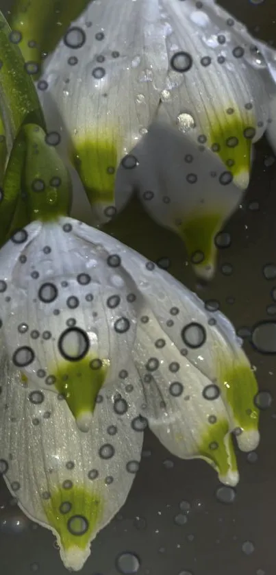 White flowers with dewdrops mobile wallpaper.