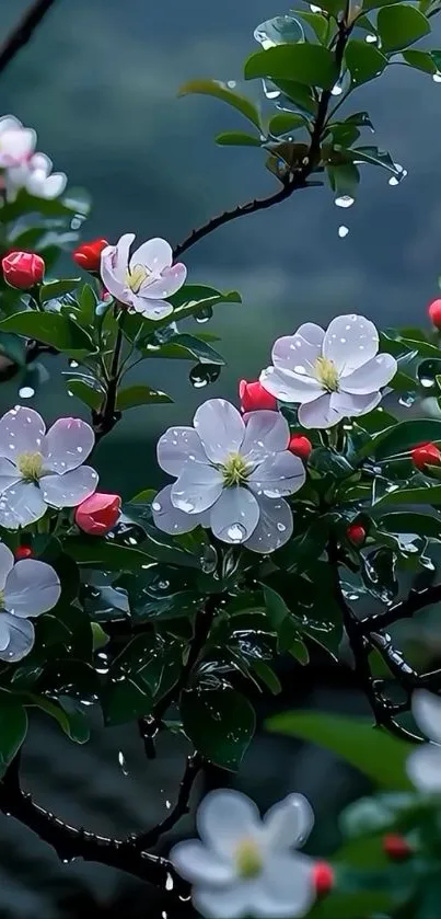 Dew-covered white blossoms with red buds on a leafy branch.