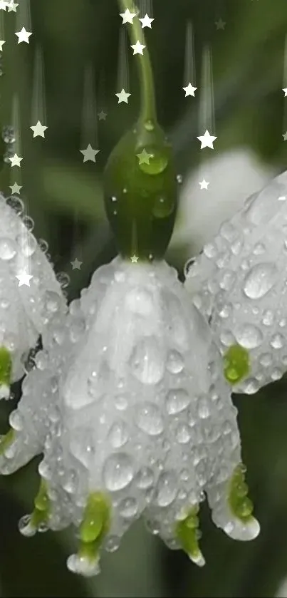 Close-up of dewdrop-covered flowers with starry accents, ideal for mobile wallpaper.