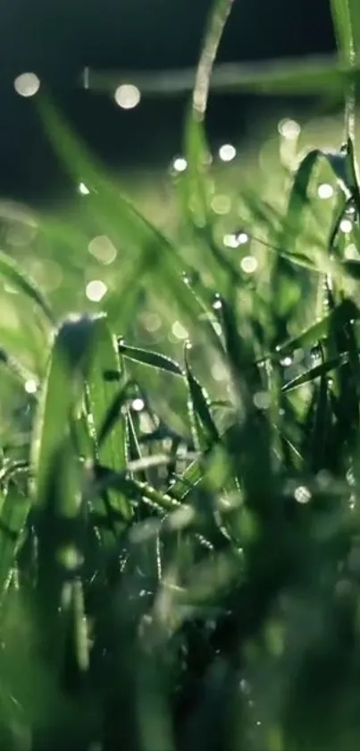 Close-up view of dew-covered grass blades in natural light.