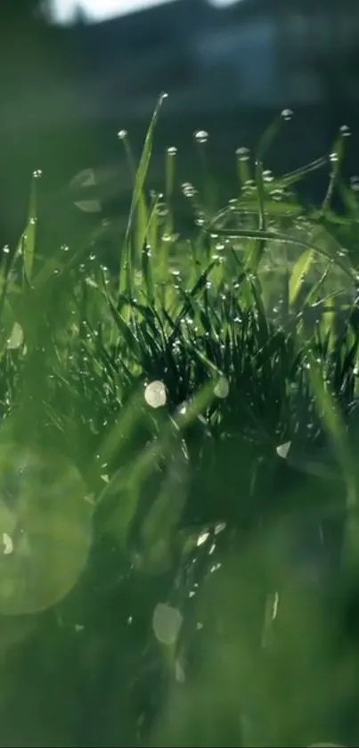 Close-up of dew drops on lush green grass in sunlight.