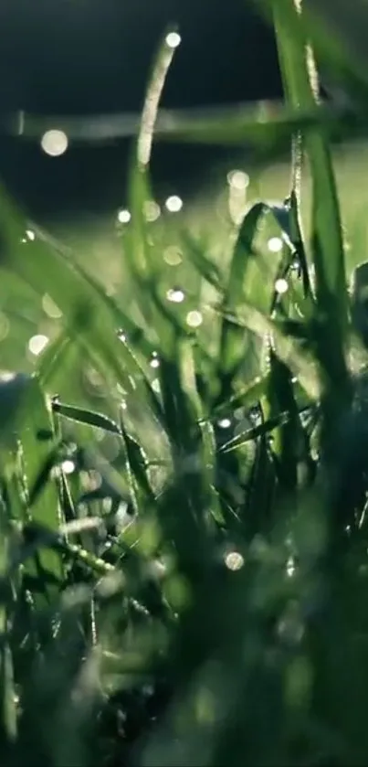 Close-up of dew-kissed green grass in soft light.