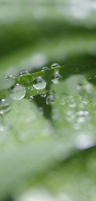 Close-up of dewy green leaves with water droplets, perfect for wallpapers.