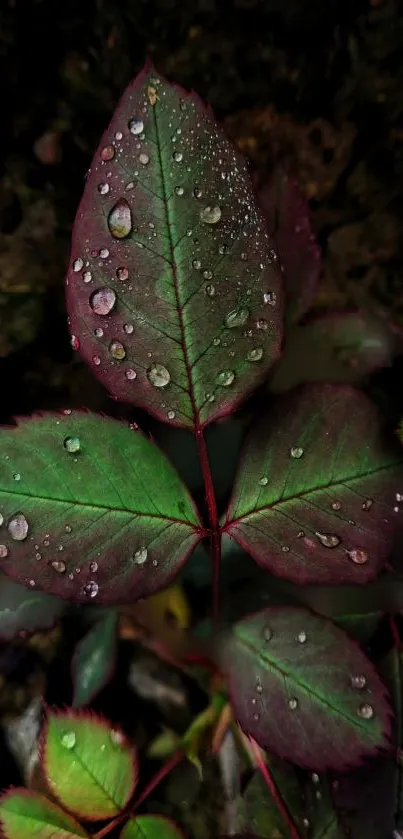 Dew-covered green leaf mobile wallpaper with a natural aesthetic.