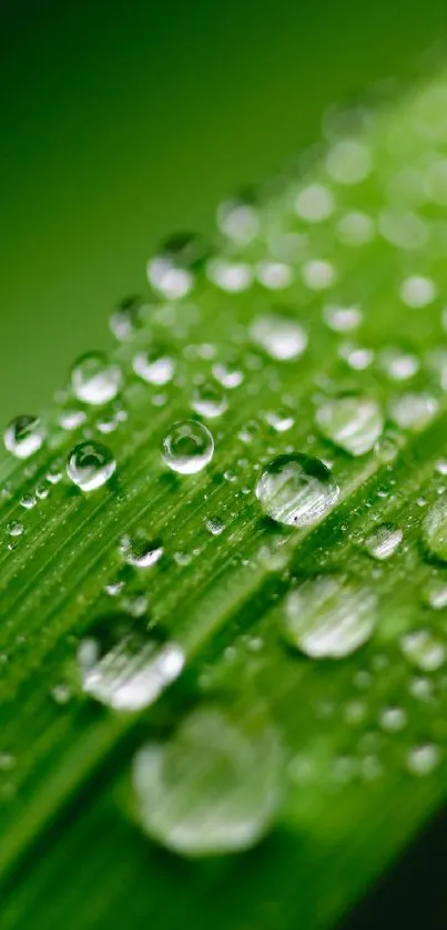 Vibrant green leaf adorned with glistening dew drops.