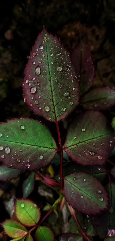 Close-up of dew-covered leaves with a dark green and red hue.