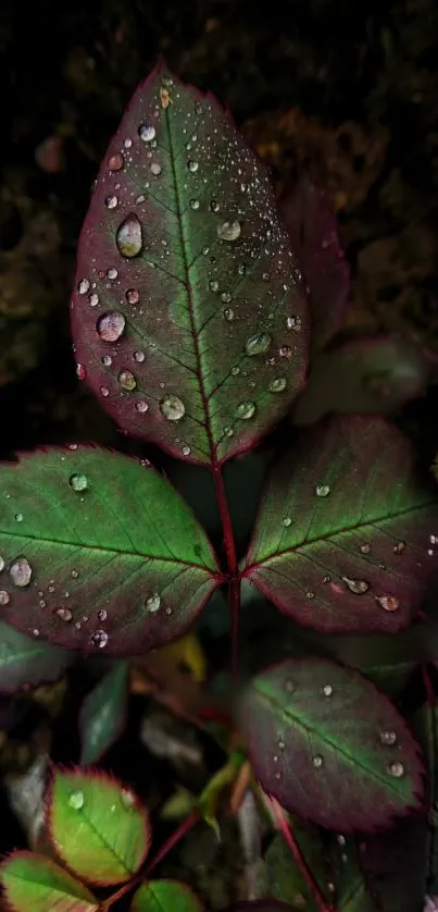 A dark green leaf with dew drops on a dark background wallpaper.