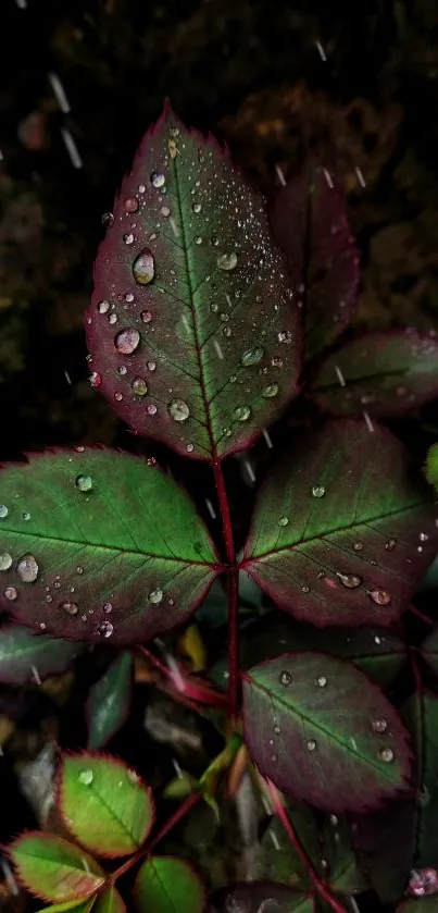 Close-up of leaves with dew drops and rich green hues.