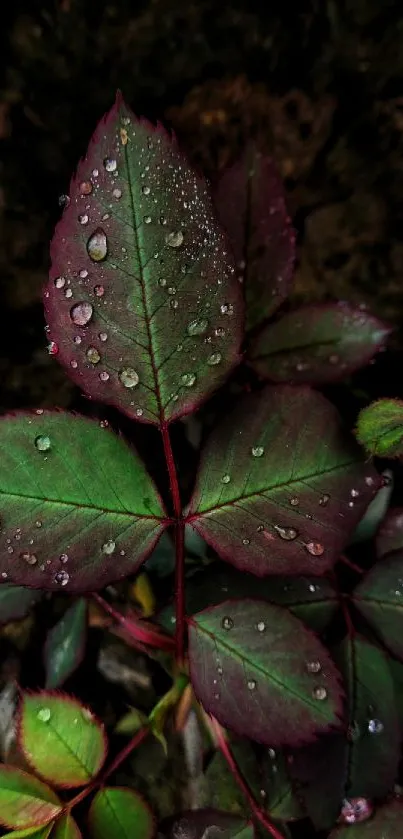 Vibrant leaves with dew drops in a close-up view, perfect for mobile wallpaper.