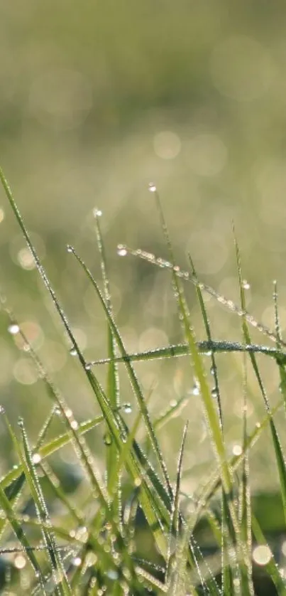 Close-up of dew on green grass in soft morning light.