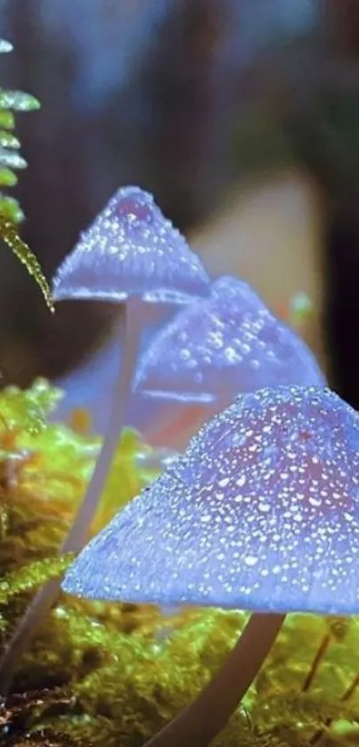 Dew-kissed mushrooms on mossy forest floor.