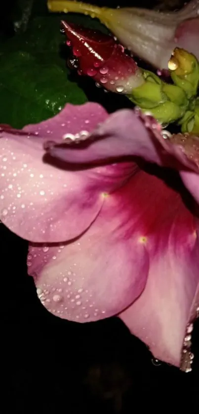 Close-up of a dew-covered pink flower against a dark background.