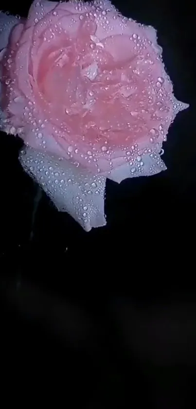 Dew-covered pink rose on dark backdrop.