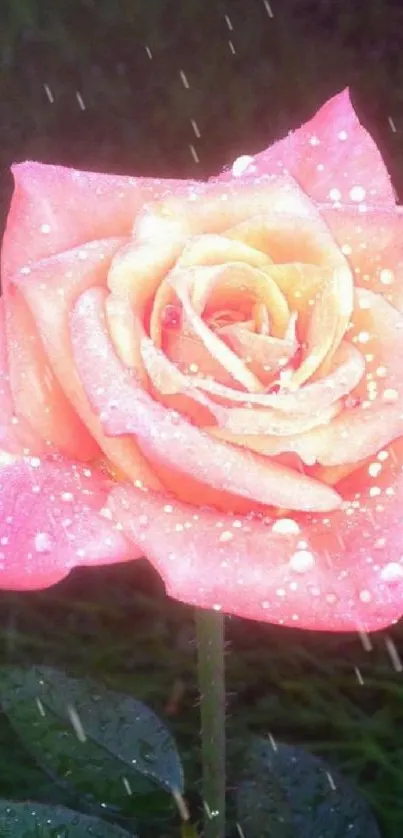 Dew-kissed pink rose with green leaves.