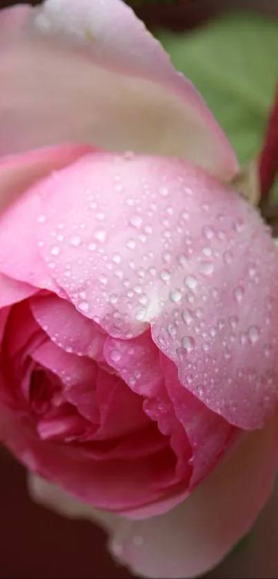 Close-up image of a pink rose with dew drops on its petals.