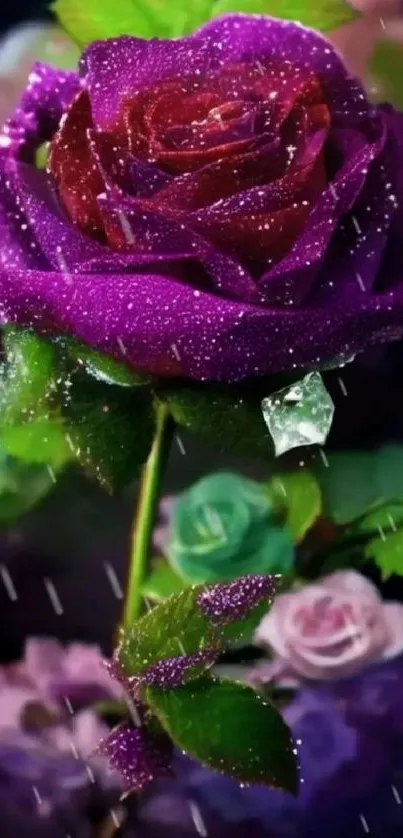 Dew-kissed purple rose with green leaves.