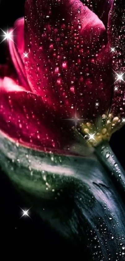 Dew-kissed red tulip on dark background.