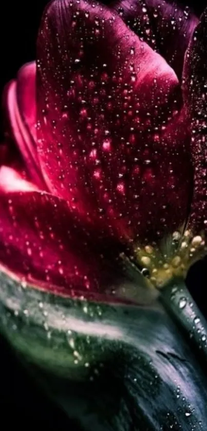 A dew-covered red tulip against a dark background, showcasing intricate petal details.