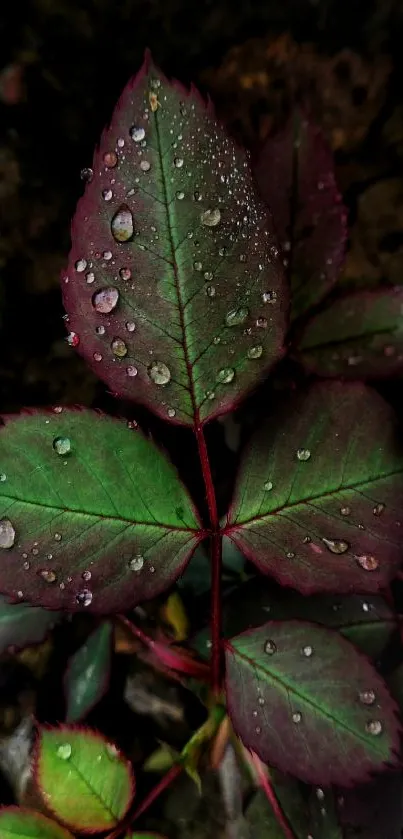 Close-up of rose leaves with dew droplets in dark green hues.