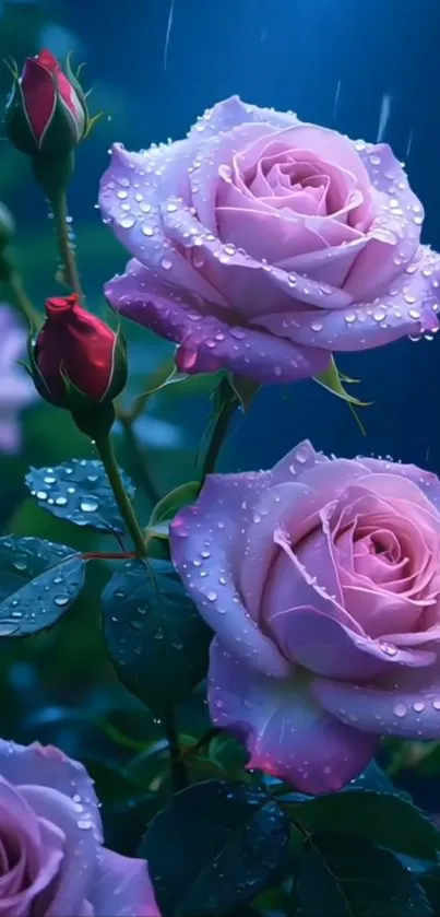 Dew-laden pink roses in gentle rain