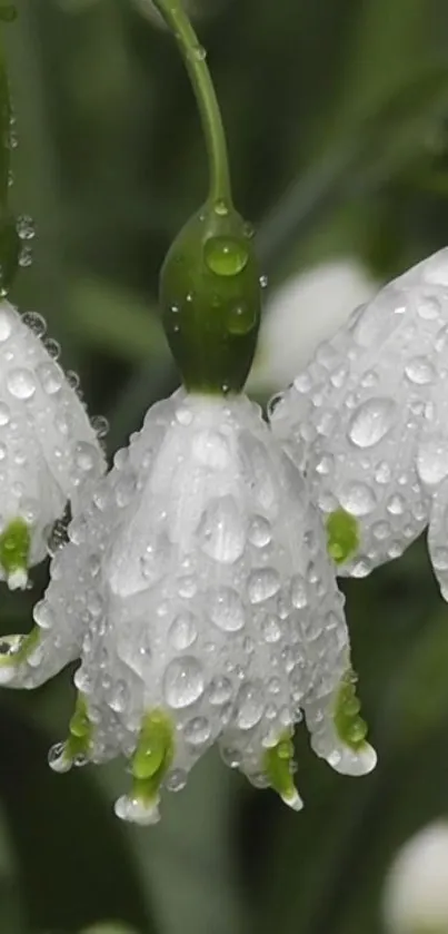 Dew-kissed snowdrop flowers on a green background.