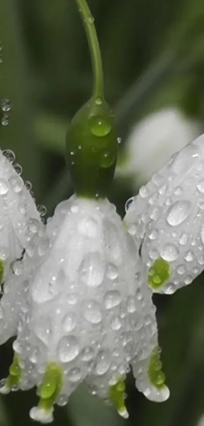 Close-up of white flowers with dew drops and green stems.