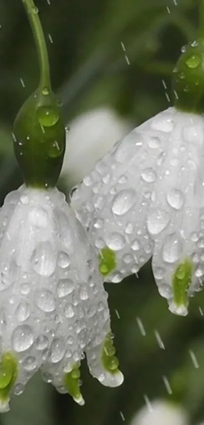 Close-up of dew-kissed white flowers with smooth green stems.