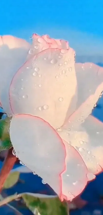 White rose with dew against a blue sky backdrop.