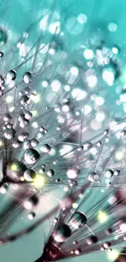 Close-up of dandelion with dew drops against a turquoise background.