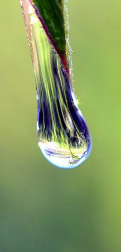 Close-up of a dewdrop on a green leaf, showcasing nature's beauty.