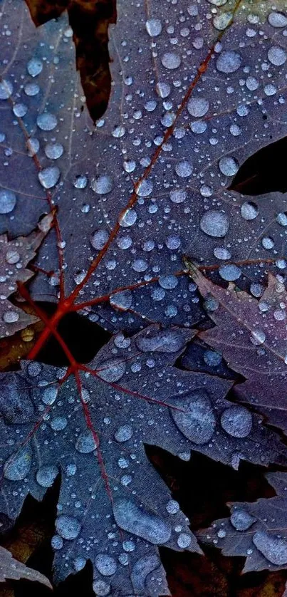 Autumn leaves with water droplets wallpaper.