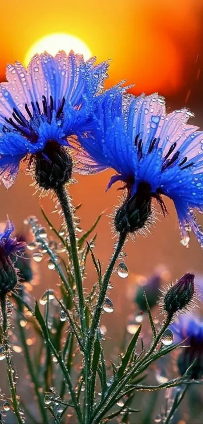 Dewy blue flowers in sunlight creating a serene sunrise scene.