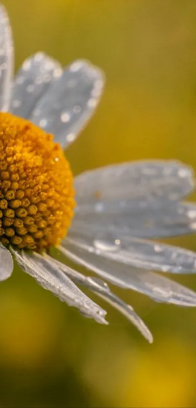 A dewy daisy flower with a vibrant yellow background.