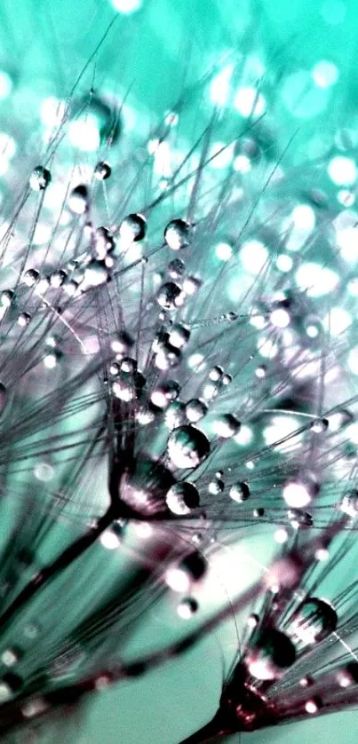 Close-up of dandelion with dew drops on a turquoise background.