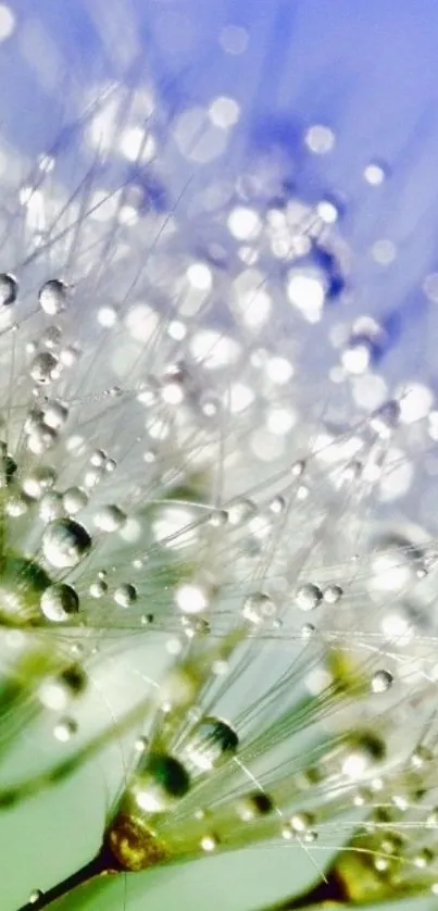 Close-up of a dandelion with dew drops in soft pastel hues.